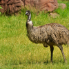 Benefits of EMU Oil for the Skin