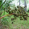 Saw Palmetto Benefits for Men